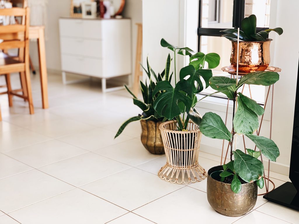 Three potted indoor plants seen as part of home decor on a white tiled floor in a spacious living room with thrifted furniture visible in the background. 