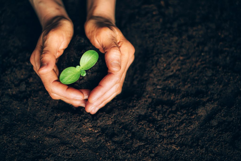 Two hands surrounding a green sapling in soil. Concept of sustainable living, sustainability.